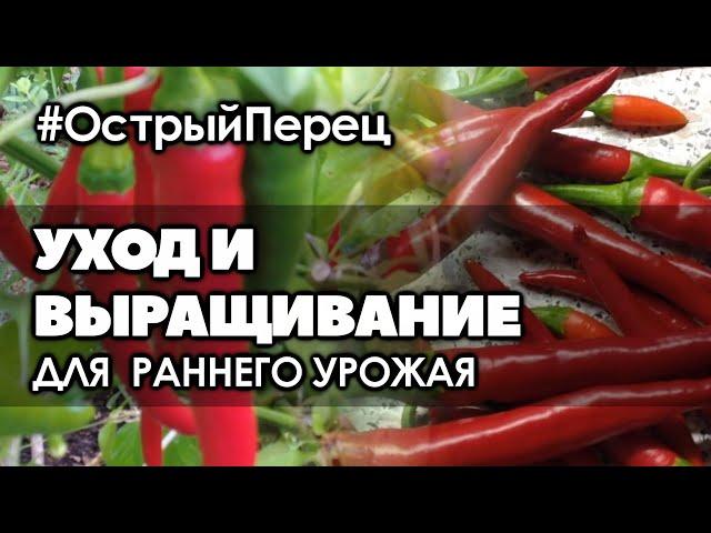  Острый перец. Уход и выращивание для получения раннего урожая.