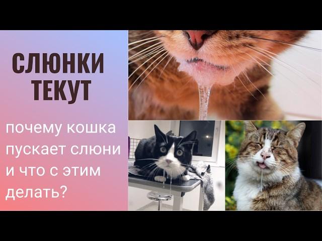 Слюнки текут:почему кошка пускает слюни и что с этим делать?