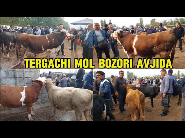 Tergachi mol bozori semiz boqma va yosh buqalar narhlari bilan tanishing 27.09.2024yil