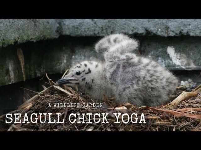 Seagull Yoga