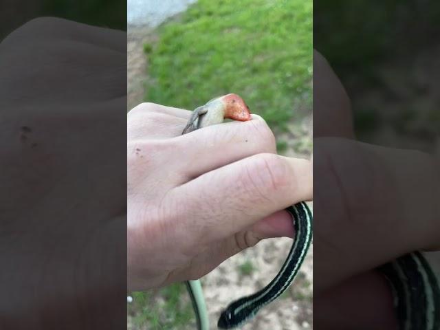 Ribbon snake and skink #reptiles #lizard #herping #snake #kingsnake #venomous #louisiana #swamp