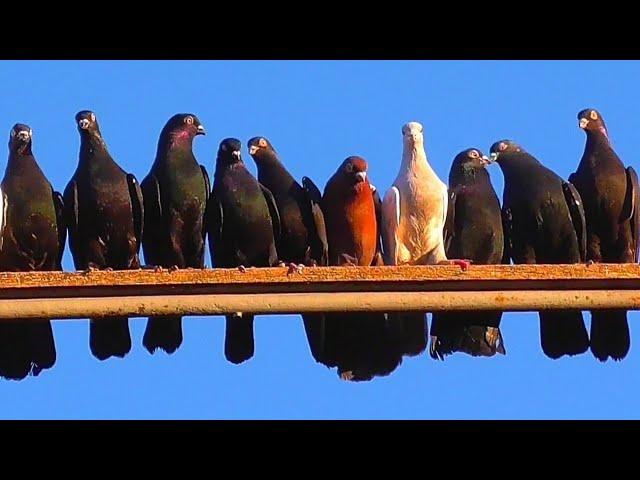 В гостях у Голубятника Майкоп голуби /Visiting Pigeon House