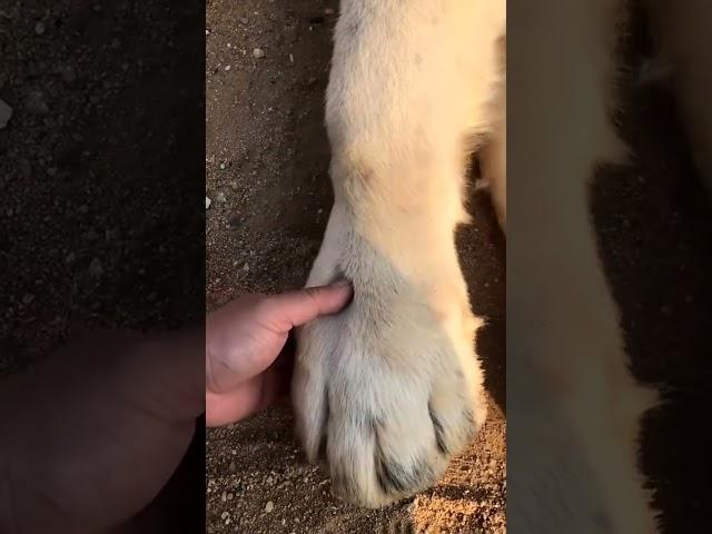 Central Asian Shepherd Paw Size