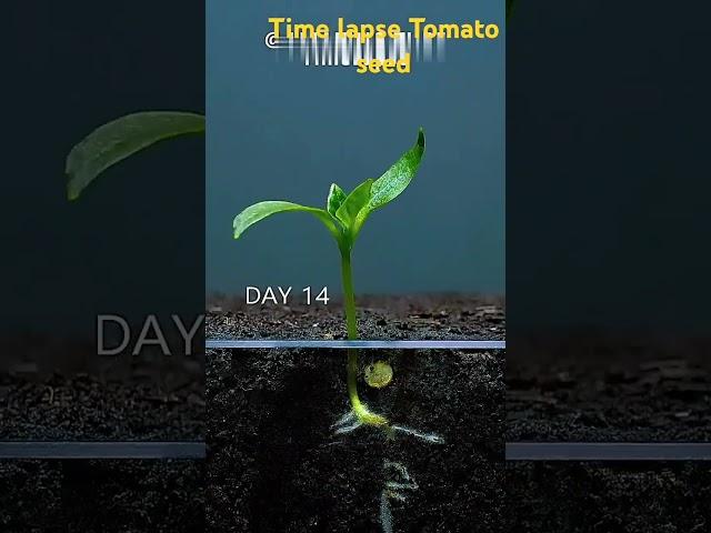 Time lapse of a tomato seed #nature #meditation #relaxation #forest #rain #calm #viralshorts #viral