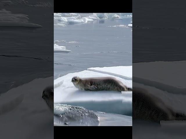 The seal's helpless gaze is utterly heartbreaking. #wildlife #animals #shorts #seal #hunting #fish