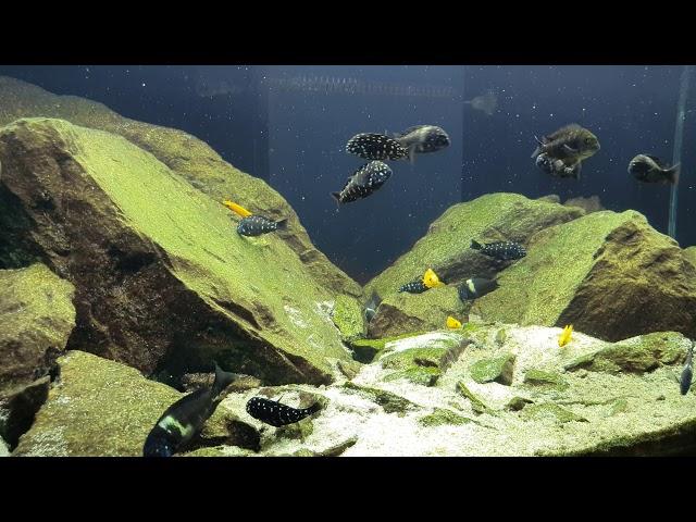 Tanganyika akvaryum
