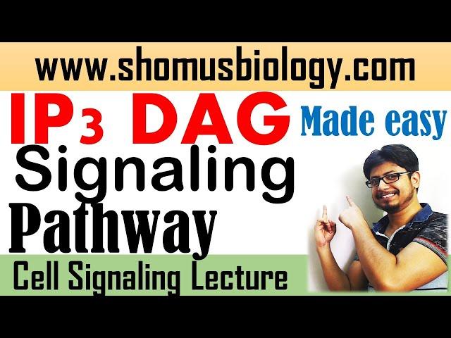 IP3 DAG signaling pathway