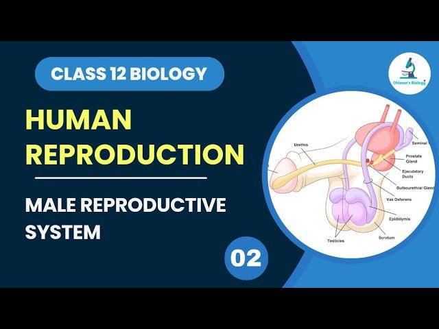 Male Reproductive System | Human Reproduction | Class 12 Biology | Dhiman's Biology | NEET & Boards