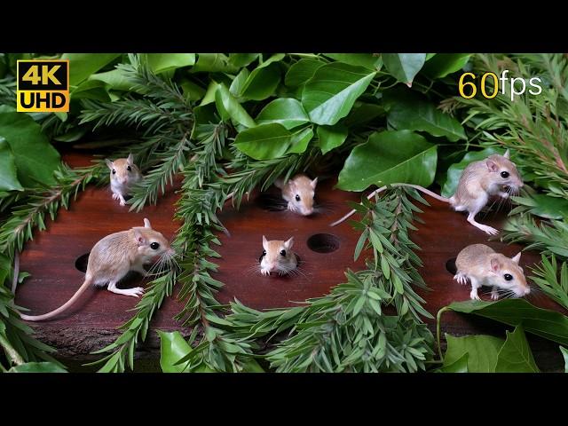 Cat TV Mice Hide and Seek Extravaganza in 4K UHD – Ultimate Cat TV games Entertainment