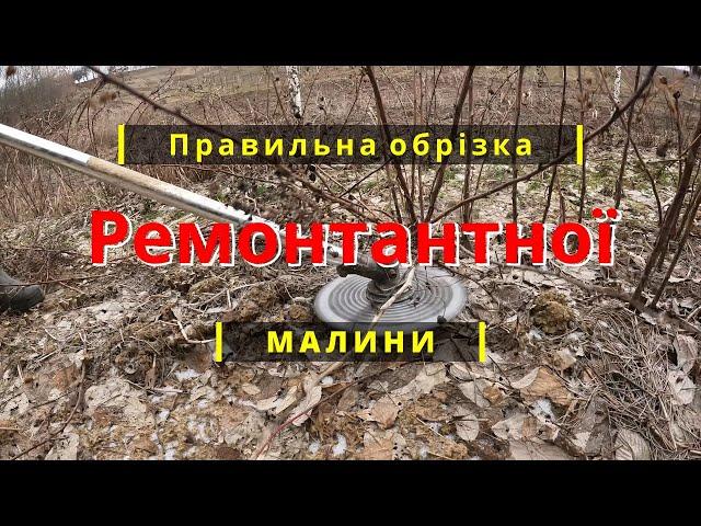 Як правильно обрізати ремонтантну малину на зиму. Обрізка ремонтантної малини.