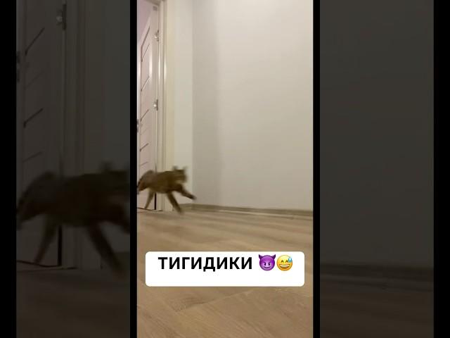 Нічні тигидики  Підпишись для підтримки ️ #cat #кіт