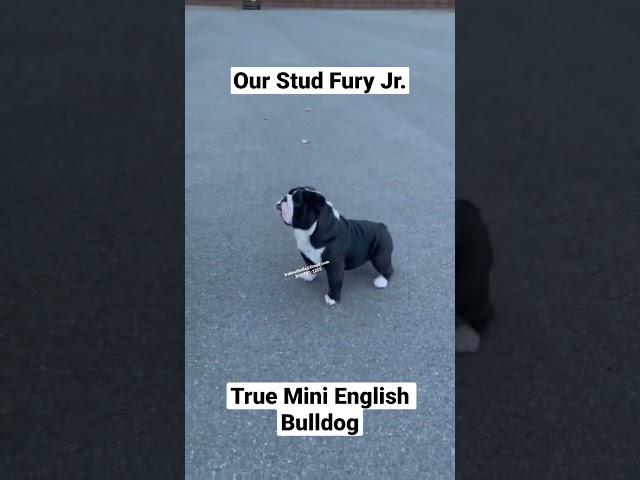 True Stud Mini English Bulldog, 12 inches tall, way shorter and more compact than a standard.