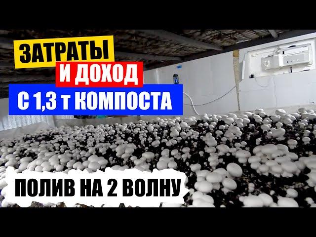 Затраты и доход. Полив на 2 волну. Выращивание шампиньонов. Бизнес в гараже