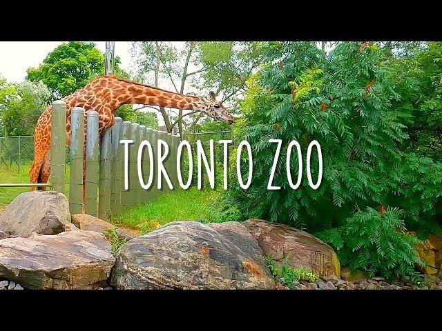 The Largest Zoo in Canada | Toronto Zoo 2022 Complete Tour