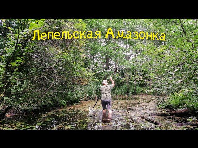 Рыбалка в Лепельском районе. Таинственная река и история "Царь-дуба"