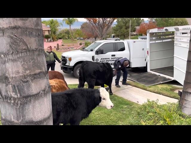 Norco and Corona animal control working collaboratively part 2