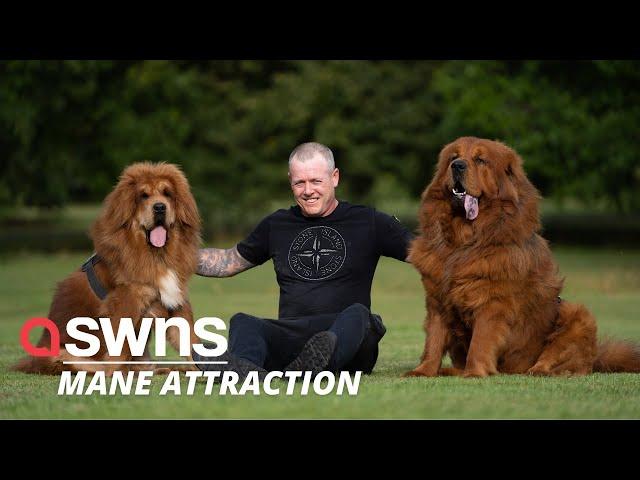 Massive golden puppies often get mistaken for LIONS  | SWNS