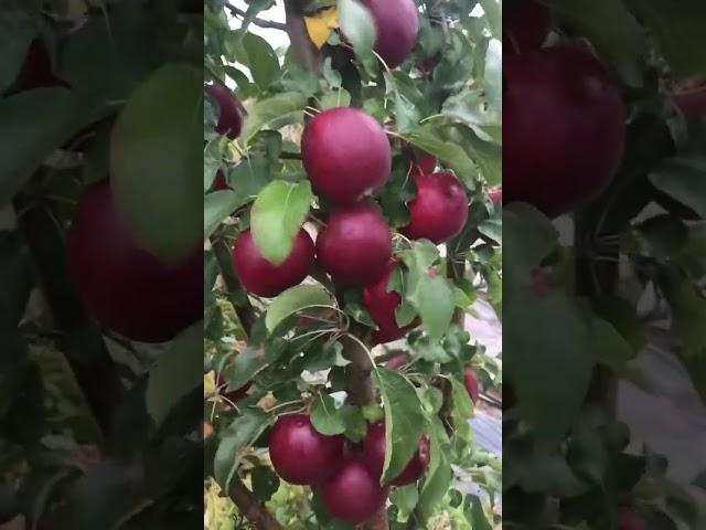 МОДИ яблоня зимняя иммунная к парше. Сладкий сорт , хранится до весны