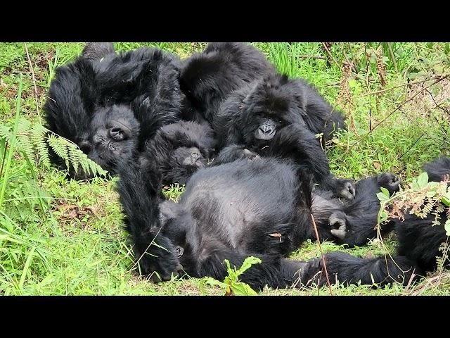 World Gorilla Day well spent  in Mgahinga gorilla national park