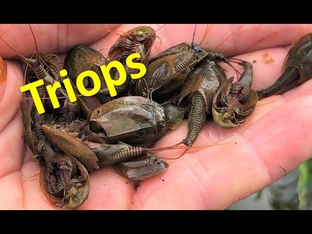 Catching wild TRIOPS