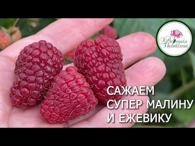 ЛУЧШИЕ СОРТА МАЛИНЫ И ЕЖЕВИКИ