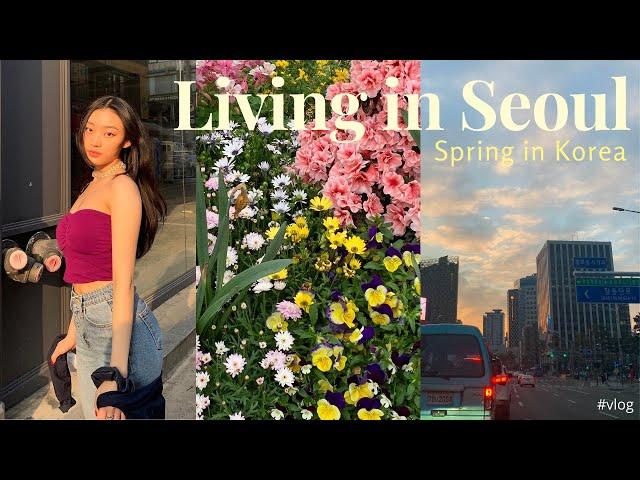 Living in Seoul Diaries  hello spring!