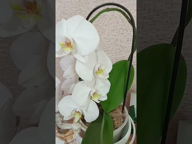 Крупная белая орхидея.