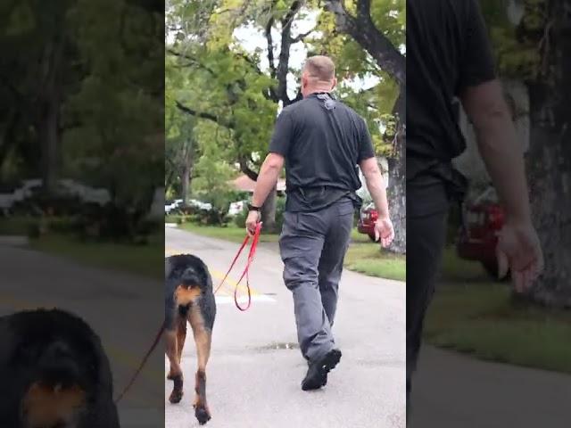 Training Josh Hart's Rottweiler #shorts #nba #rottweiler