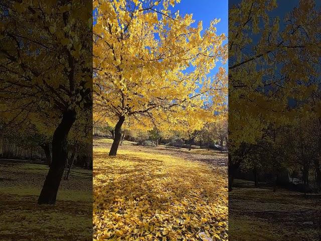 Beauty of Autumn  #amazing #nature #beautifulchitral #travel #mountains #naturelovers #nature