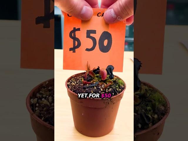 $1 vs $100 Venus Flytraps