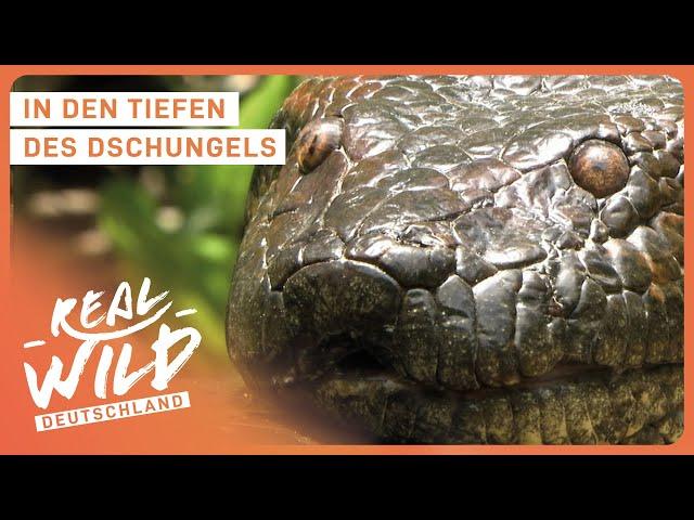 Die gefährlichsten Tiere im Dschungel | Doku | Real Wild Deutschland