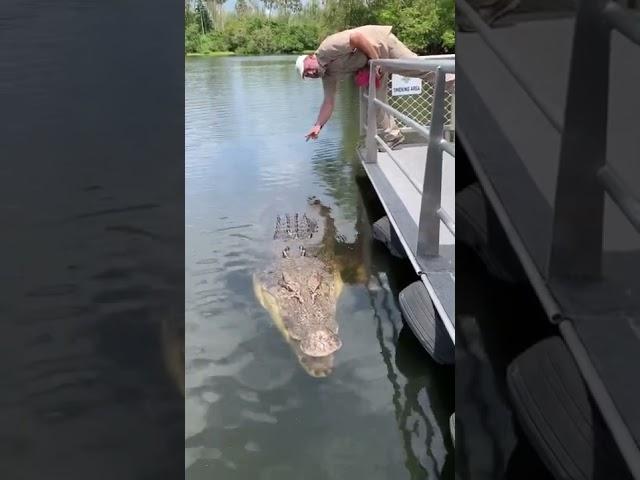 Absolutely Massive Crocodile  #shorts #animals #reptile #giant #dinosaur #zoo #crocodile