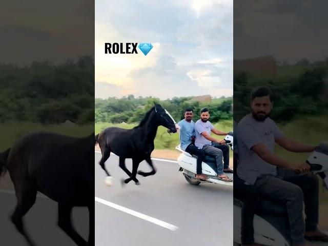 horse in Hyderabad . colt- #rolex