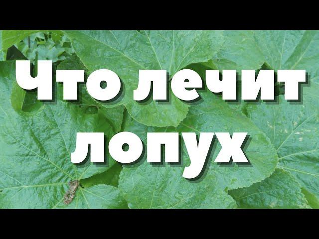 СЕКРЕТНЫЕ СВОЙСТВА ЛОПУХА + Рецепты! Фитотерапия. Выпуск 95.