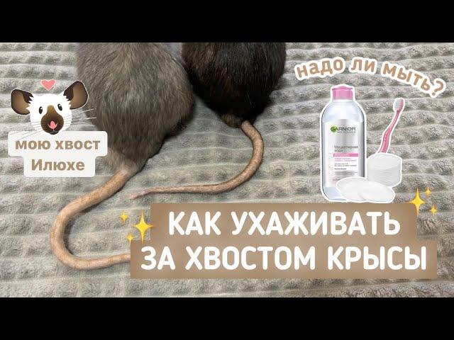 НУЖНО ЛИ МЫТЬ КРЫСЕ ХВОСТ | КАК УХАЖИВАТЬ ЗА ХВОСТОМ КРЫСЫ