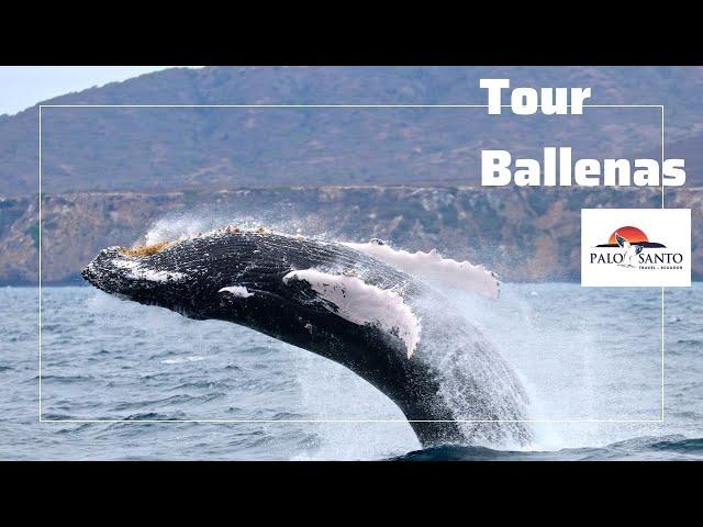 Ecuador | Tour Avistamiento de Ballenas | Whale Watching Tour | Puerto López