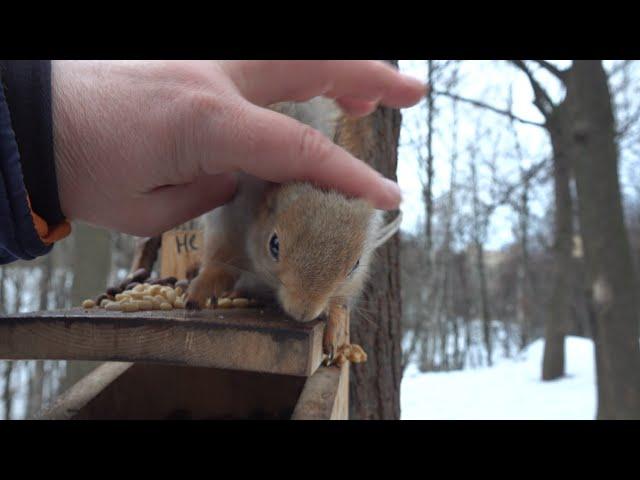 Покормил Толстую / I fed Tolstaya