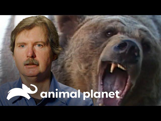 Ataque de oso pardo: "Me estaba comiendo vivo" | Solo y en peligro | Animal Planet