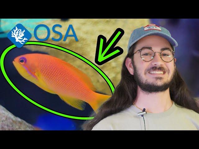 All About Anthias!