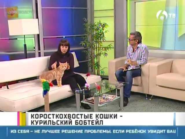 Курильский бобтейл