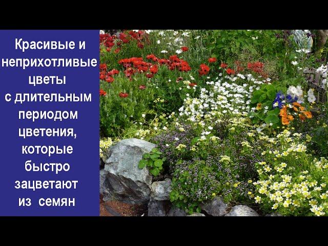 Красивые и неприхотливые цветы с длительным периодом цветения которые быстро зацветают из семян