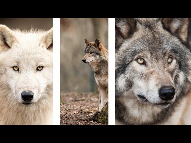 Incredible Black Wolf Photography | Capturing Wild Wolfs in Nature