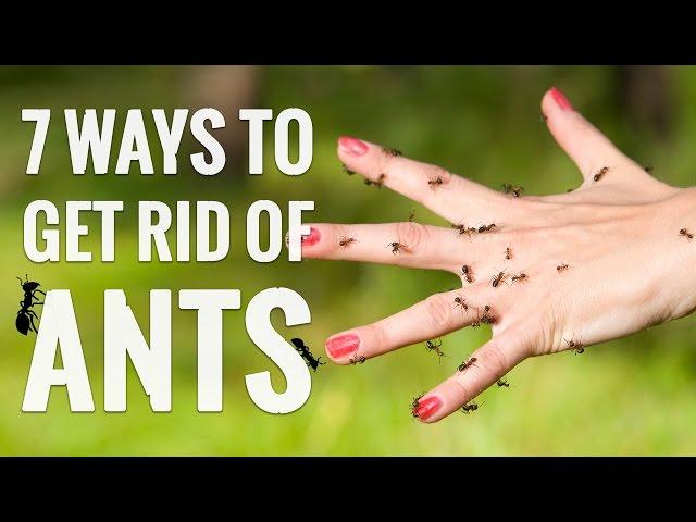 7 Genius Ways to Get Rid of ANTS!