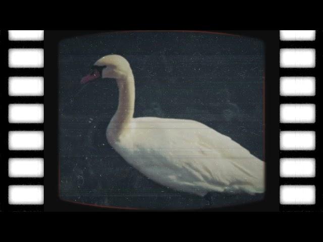 Black Retro Old Movie Film Frame Recorded Video