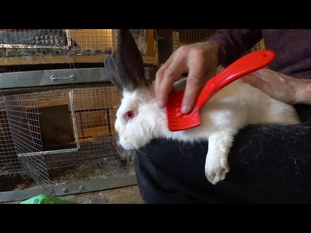 Rabbit during molting. How to make life easier for a rabbit at this time.