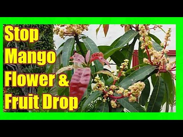 Prevent Mango Flower and Fruit Drop: Mango Tree Care