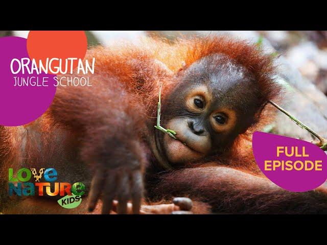 New Student Alert  | Orangutan Jungle School 302