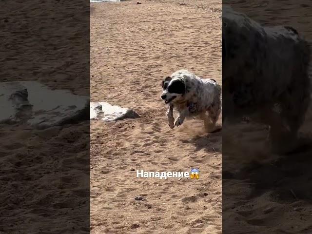 #леонбергер #алабай #alabay #leonberger #собаки #dog #нападение