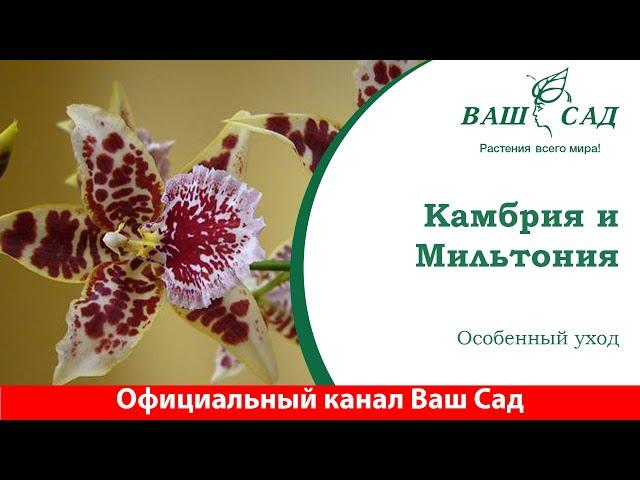 Особенности ухода за орхидеей: Камбрия и Мильтония. Ваш сад