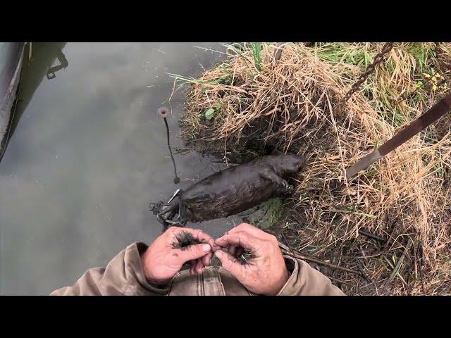 I can’t believe I found these on a beaver! Trail cam footage!!! 2024-25  ep.3